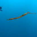 Image of Deep-bodied pipefish
