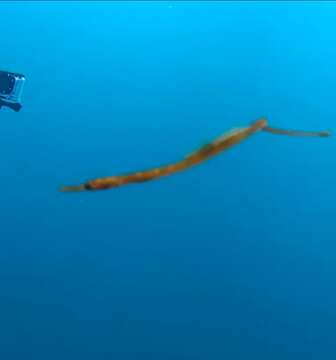 Image of Deep-bodied pipefish