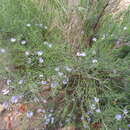 Image of <i>Psoralea forbesiae</i>