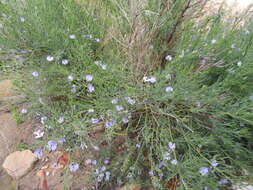 Image de <i>Psoralea forbesiae</i>