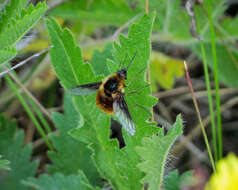 Image of Bombylius mexicanus Wiedemann 1821