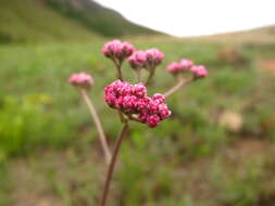 Imagem de Helichrysum calocephalum Klatt