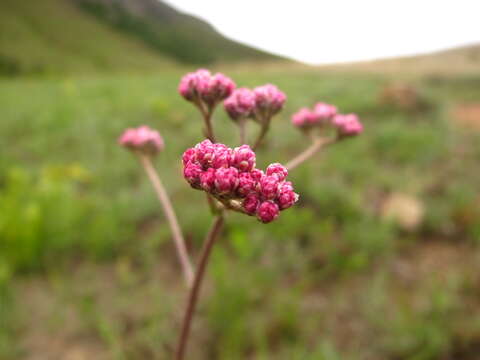 Слика од Helichrysum calocephalum Klatt