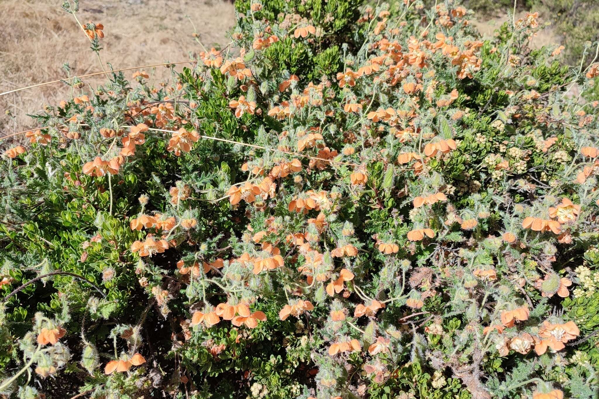 Image of Caiophora cirsiifolia C. Presl