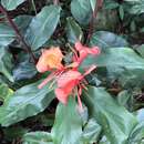 Image of Hedychium greenii W. W. Sm.