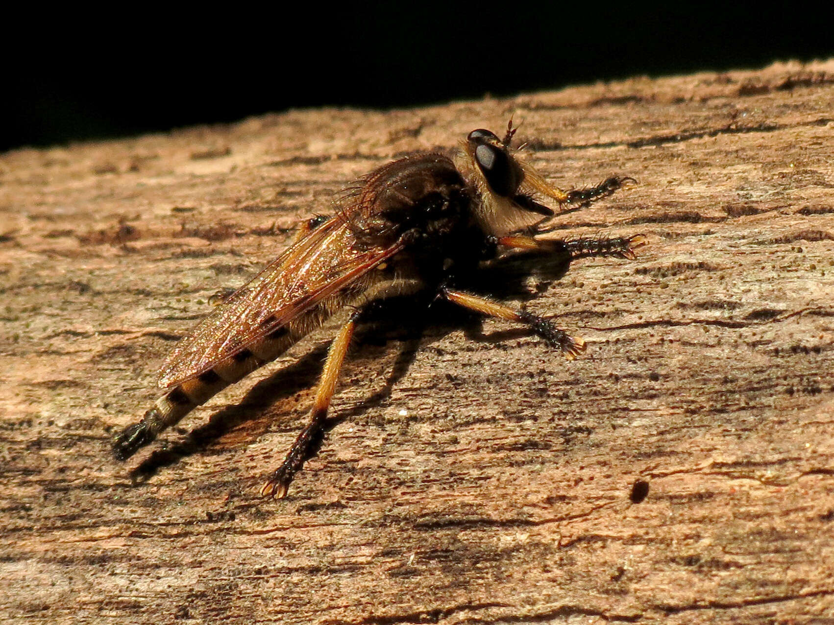 Image of Red-footed Cannibalfly