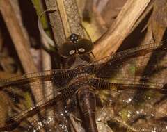 Image of Telephlebia cyclops Tillyard 1916