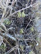 Image of Dudleya semiteres (Rose) Moran