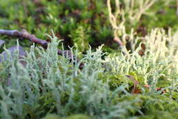 Image de Cladonia scabriuscula (Delise) Nyl.