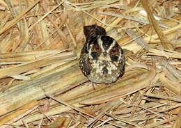 Image of Spot-tailed Nightjar