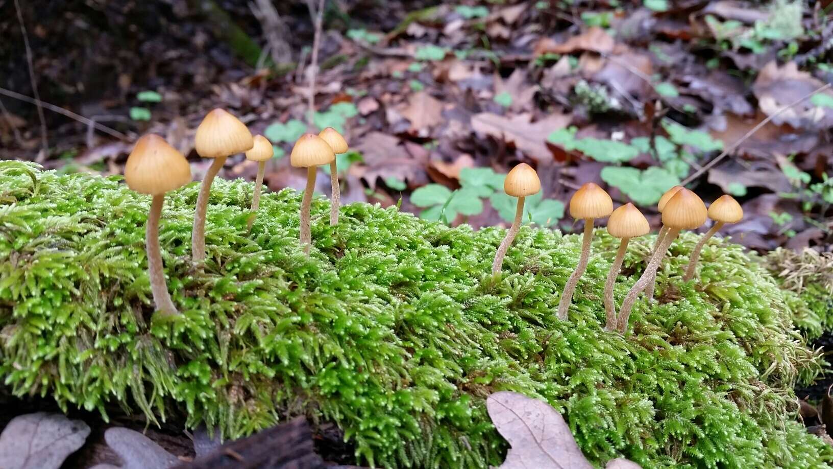 Image of Galerina semilanceata (Peck) A. H. Sm. & Singer 1964