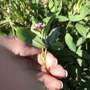 Imagem de Trifolium gracilentum var. palmeri (S. Watson) McDermott