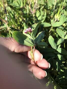 Слика од Trifolium gracilentum var. palmeri (S. Watson) McDermott