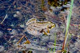 Image of Green Frog