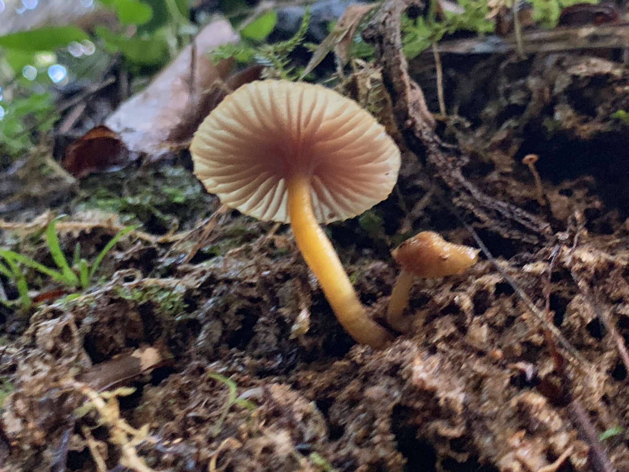 Hygrocybe lilaceolamellata (G. Stev.) E. Horak 1971的圖片