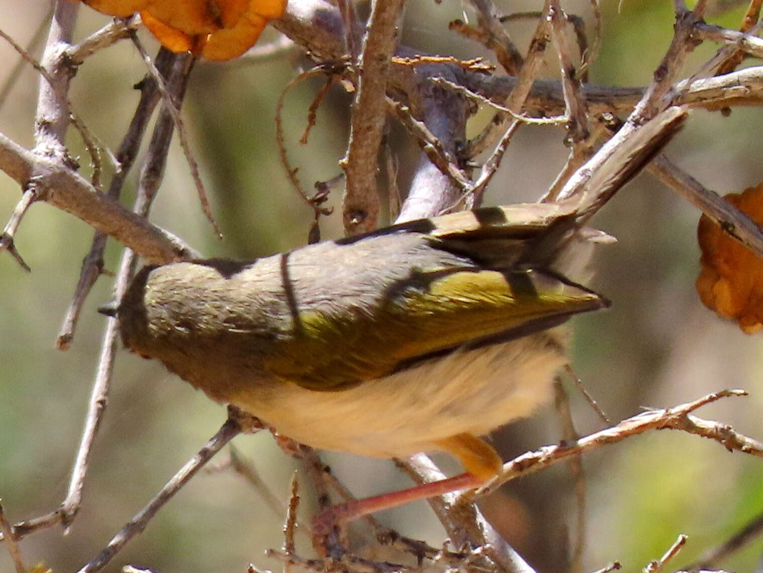 <i>Camaroptera brachyura sharpei</i>的圖片