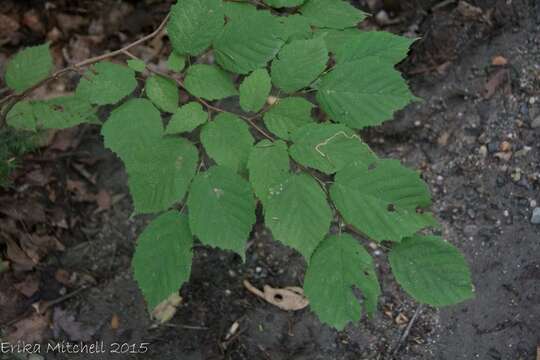 Image of Beaked Hazel