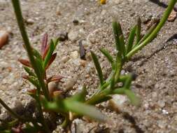 Image of Steirodiscus tagetes (L.) Schltr.