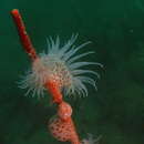 Image of jewel anemone