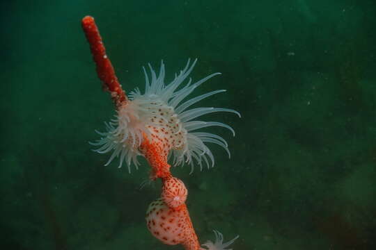 Image of jewel anemone