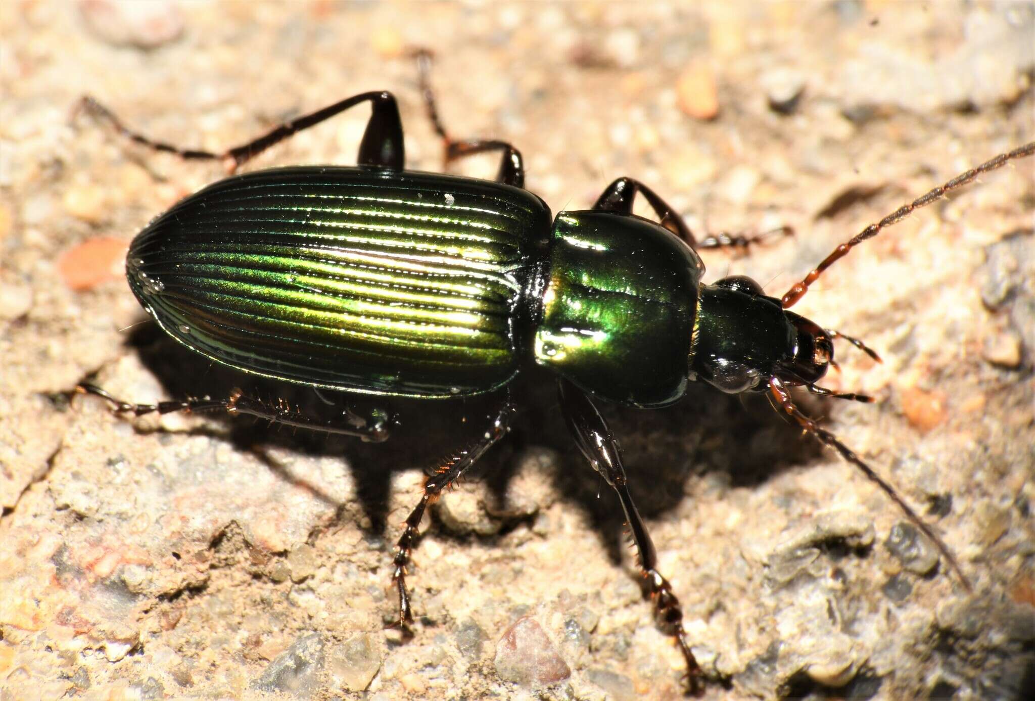 Image of Poecilus (Poecilus) scitulus Le Conte 1846