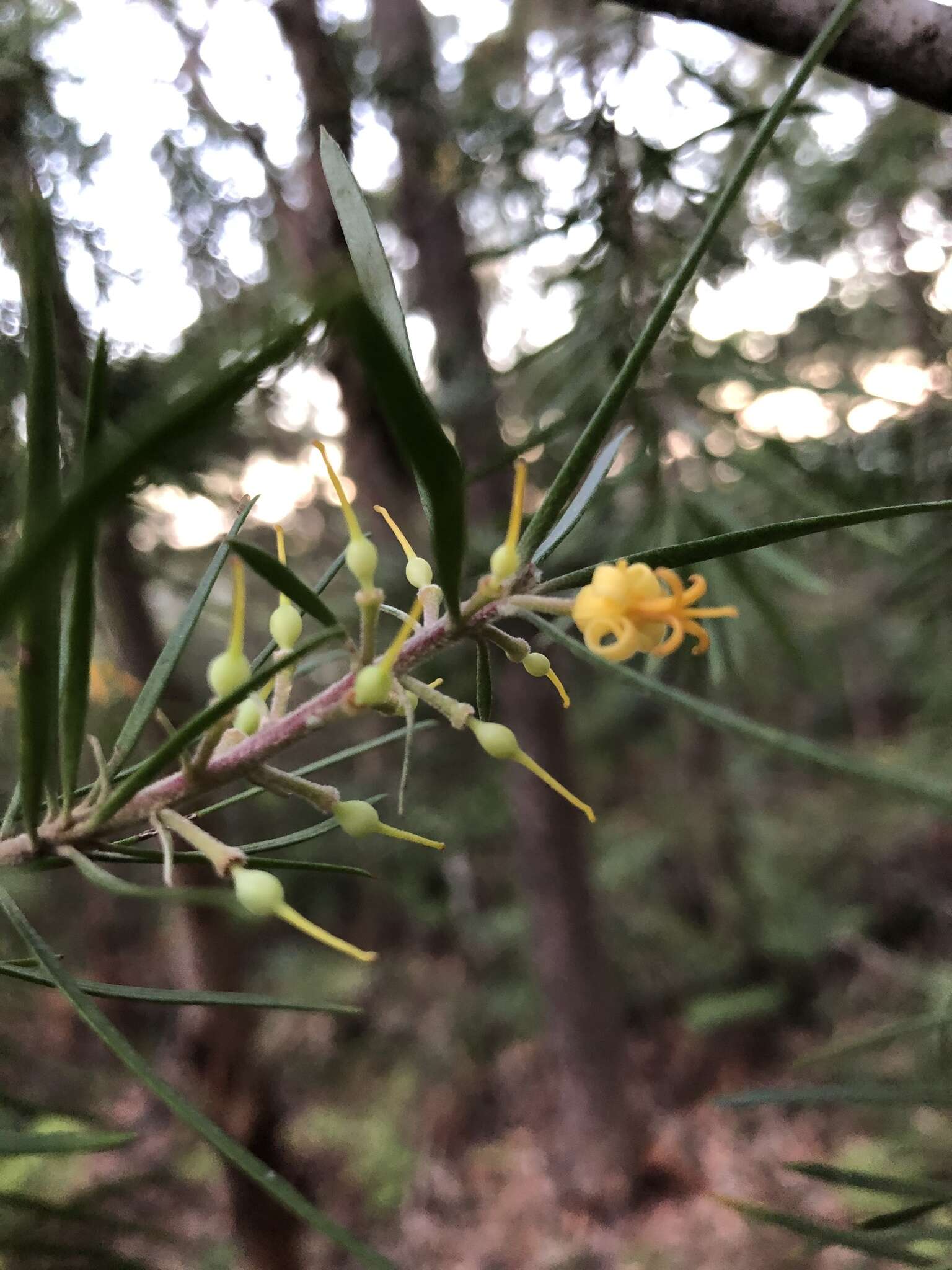 Plancia ëd Persoonia linearis Andr.