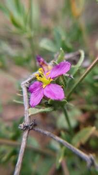 Image of Fagonia chilensis Hooker & Arnott