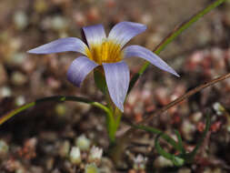 Romulea tabularis Eckl. ex Bég.的圖片