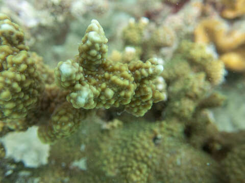 Image of pore coral