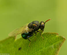 Perilampus ruficornis (Fabricius 1793)的圖片