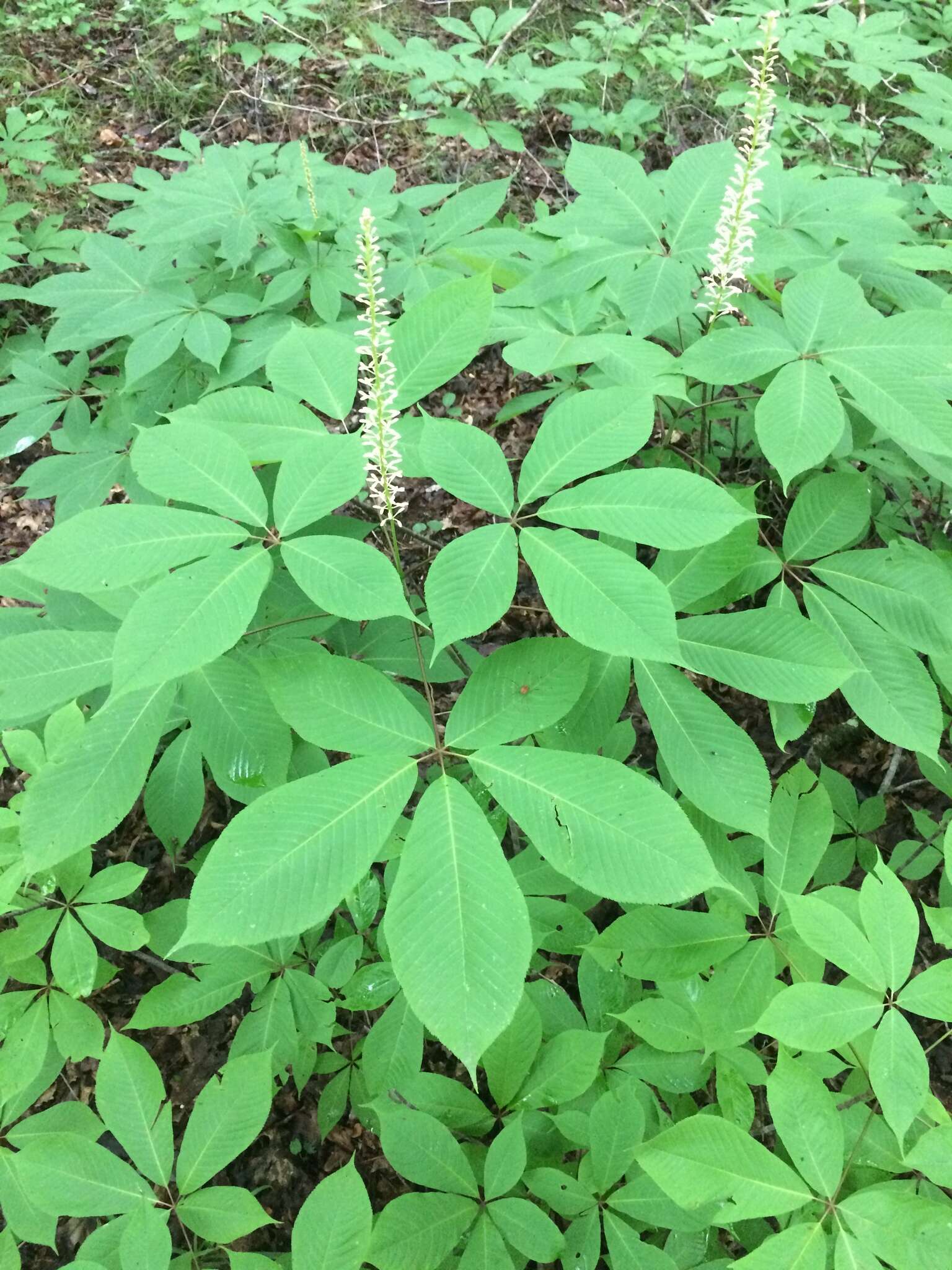 Imagem de Aesculus parviflora Walt.