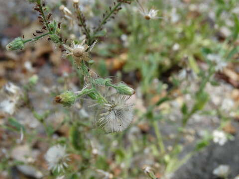 Image of Pseudoconyza viscosa (Mill.) D' Arcy