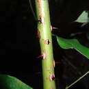 Image of Caesalpinia cucullata Roxb.