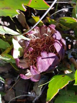 Image of Protea amplexicaulis (Salisb.) R. Br.