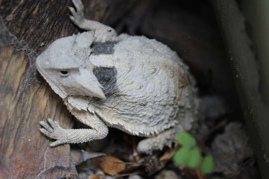 Image of Mexican Horned Lizard