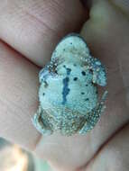 Image of Karoo Toad