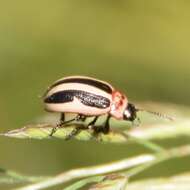 Image of Calligrapha (Bidensomela) californica Linell 1896