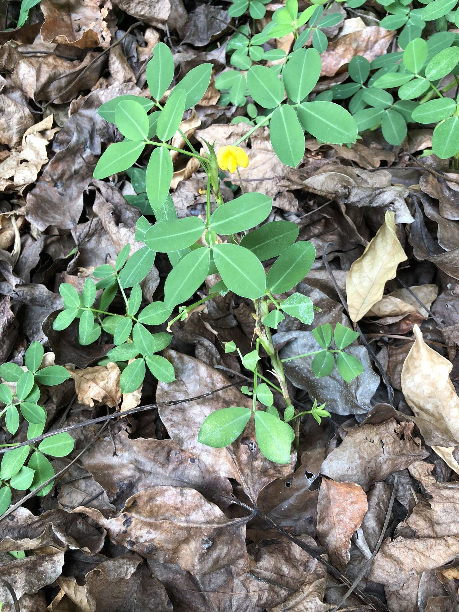 Plancia ëd Arachis duranensis Krapov. & W. C. Greg.