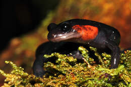 Image of Jordan's Salamander