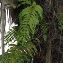 Image of creeping golden polypody