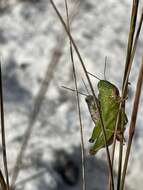 Floritettix nigropicta (Hebard 1936)的圖片