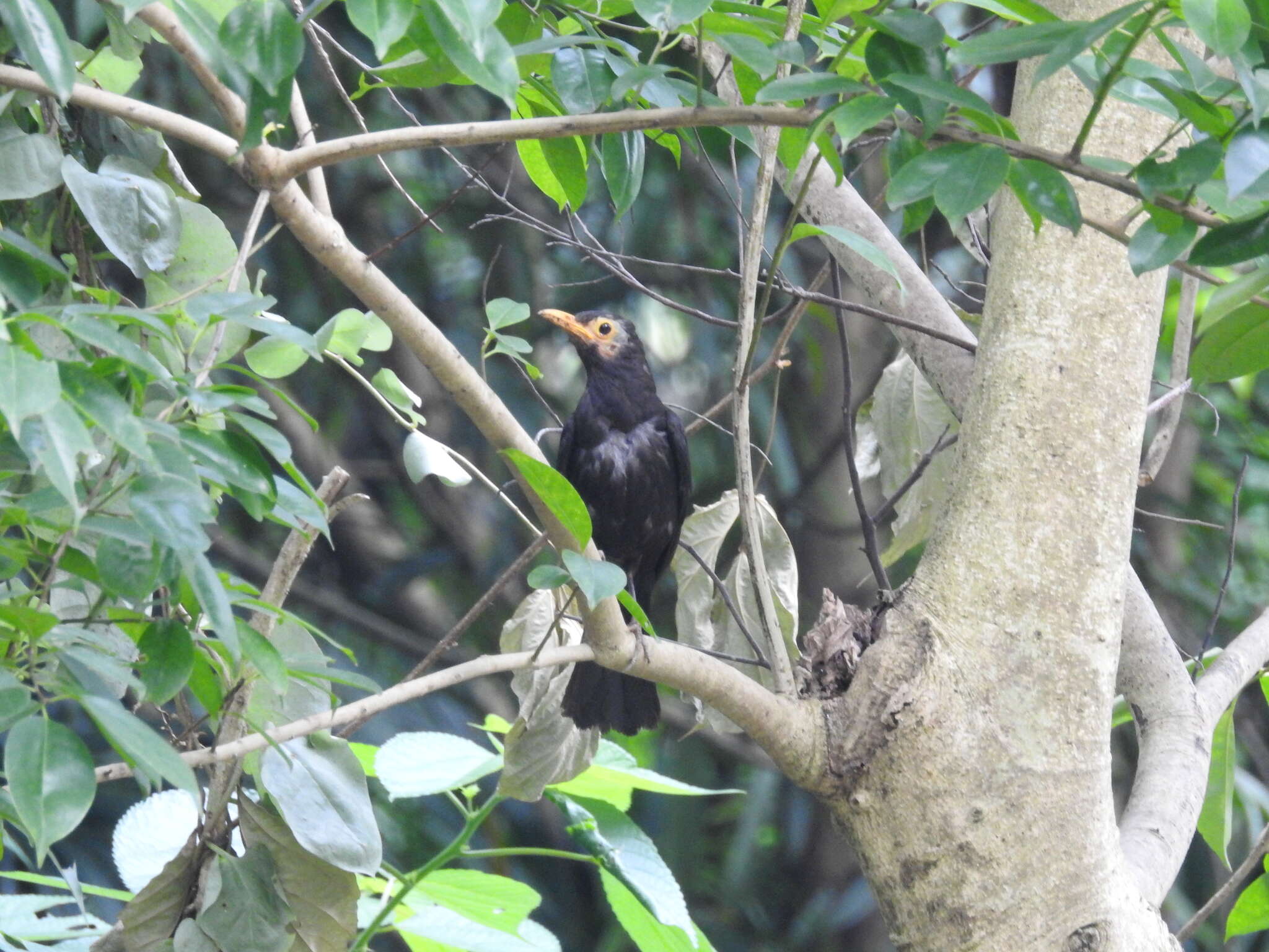 Image of Chinese Blackbird