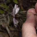 Sivun Tridax angustifolia Spruce ex Benth. & Hook. fil. kuva