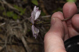 Image of Tridax angustifolia Spruce ex Benth. & Hook. fil.