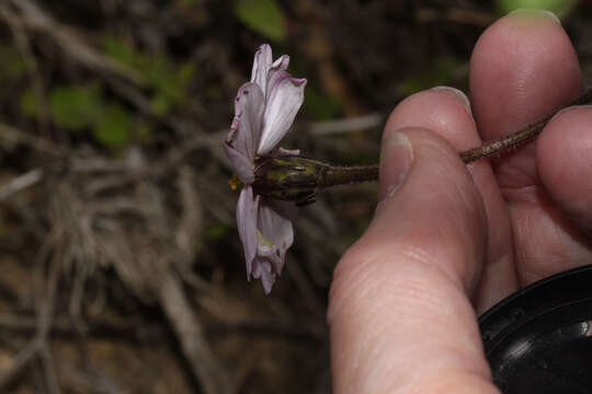 Слика од Tridax angustifolia Spruce ex Benth. & Hook. fil.