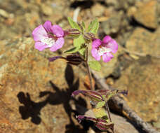 Image of Layne's monkeyflower