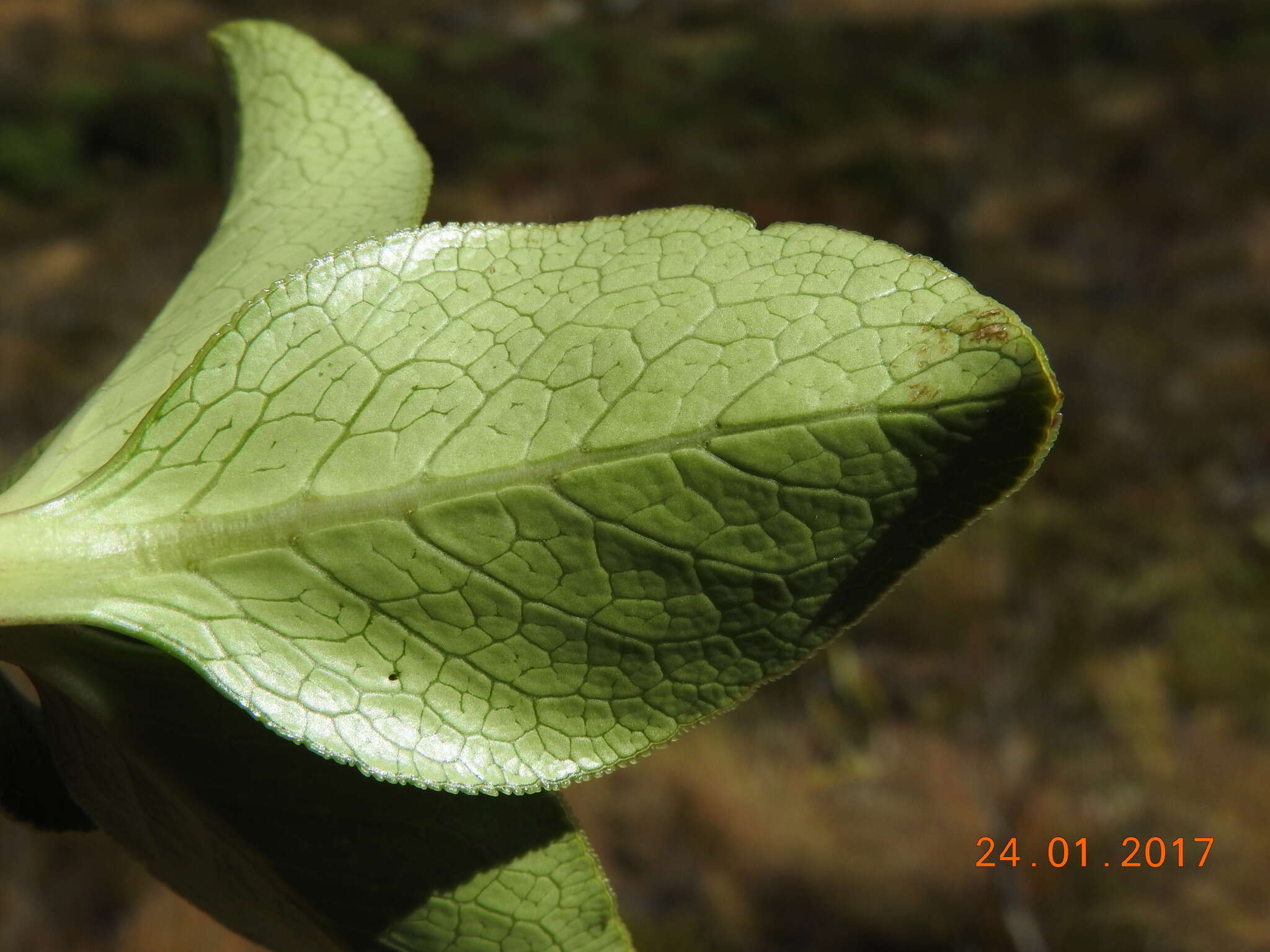 Image de Coprosma serrulata Hook. fil. ex Buchanan