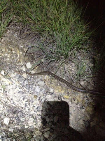 Image of Baird's Rat Snake