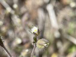 Imagem de Polemonium micranthum Benth.