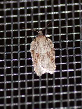 Image of Acleris ptychogrammos Zeller 1875